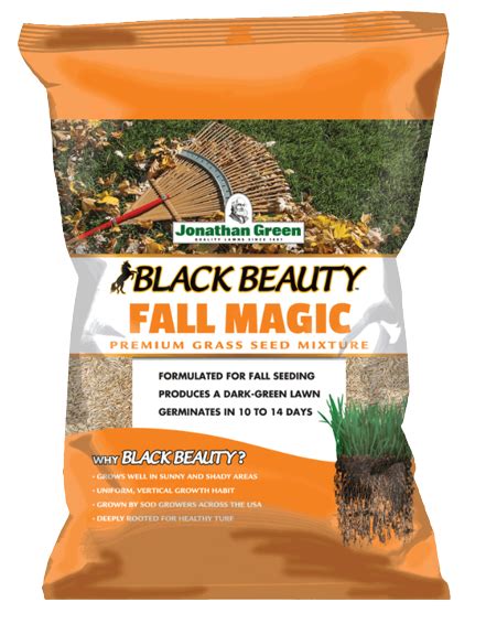 Black Beauty Fall Magic: A Modern Witch's Guide to the Craft